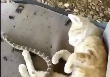 Despertando con una culebra