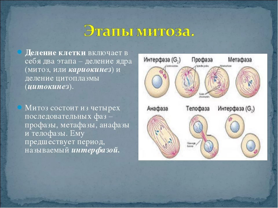 Процесс деления клетки этапы. Деление клетки. Этапы деления клетки. Митоз. Деление клетки митоз.