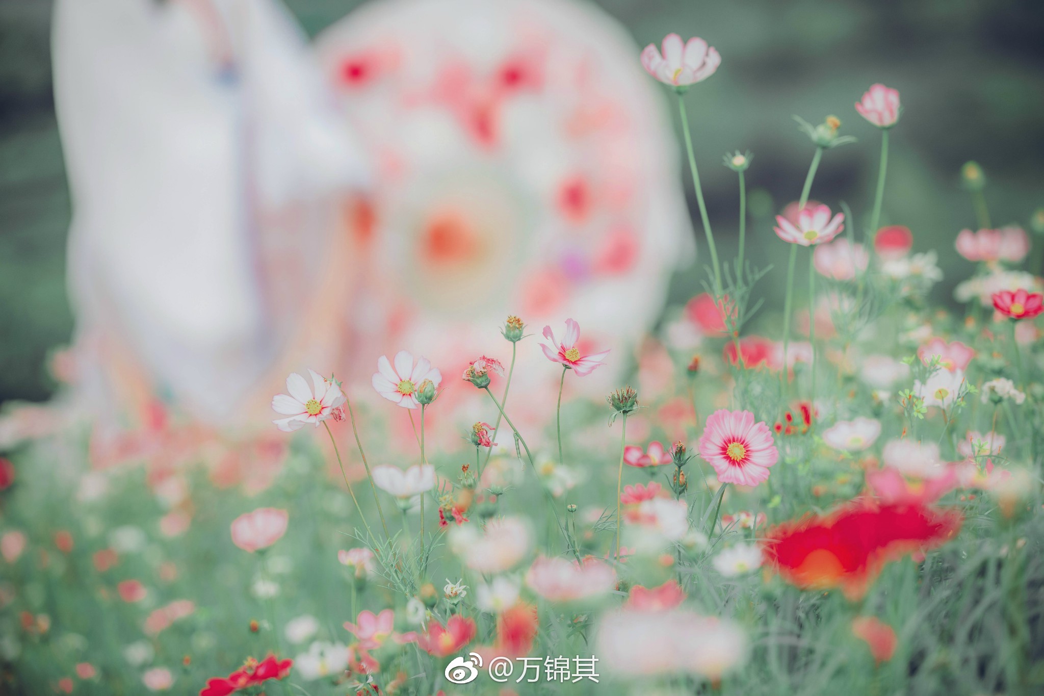 图片[71]-043 迷失幻境系列 – 第043期 [144P-270.79 MB]-六色网