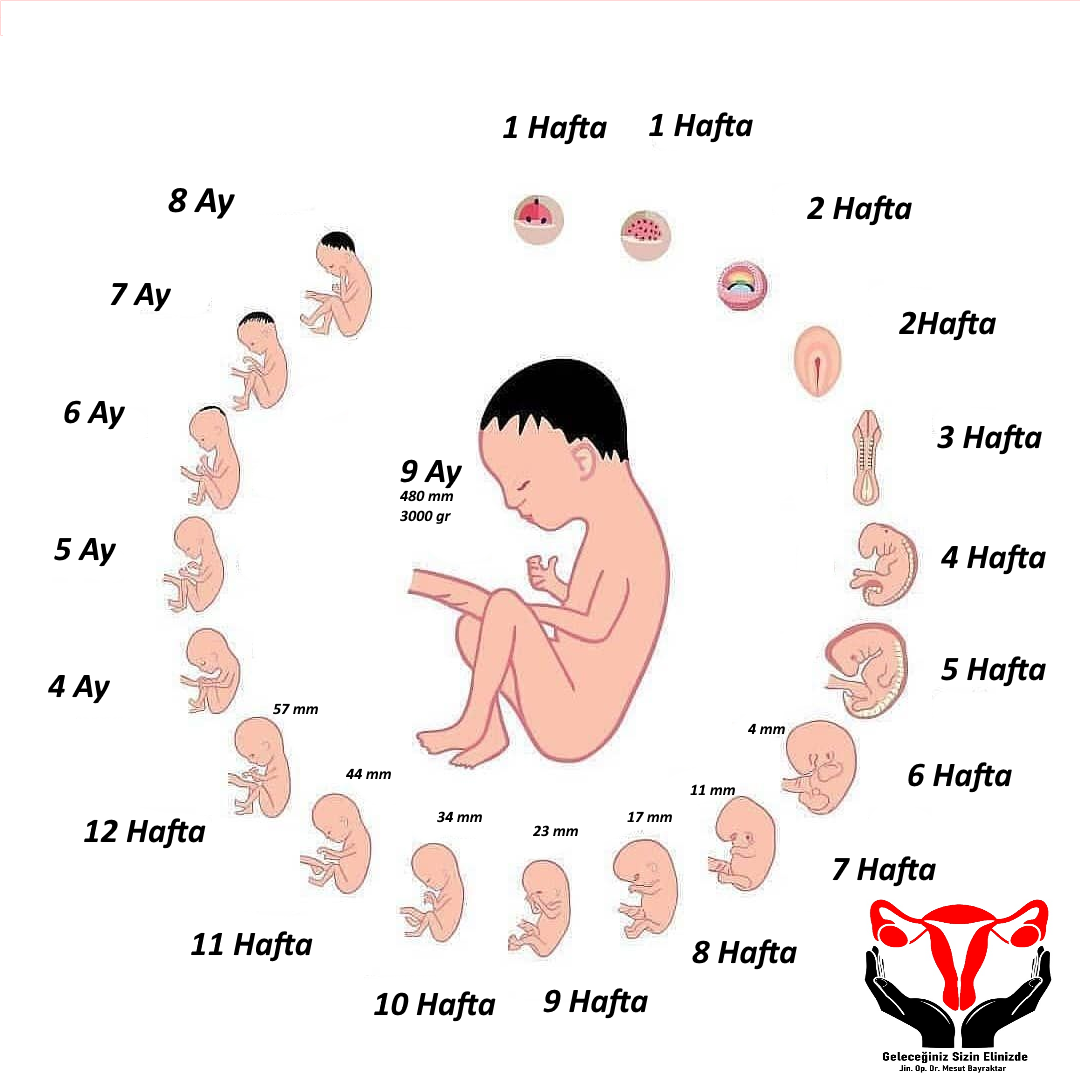 Muğla'da jinekolog tarafından güvenle gerçekleştirilen çocuk aldırma prosedürüne ait hafta hafta fetus gelişimi.