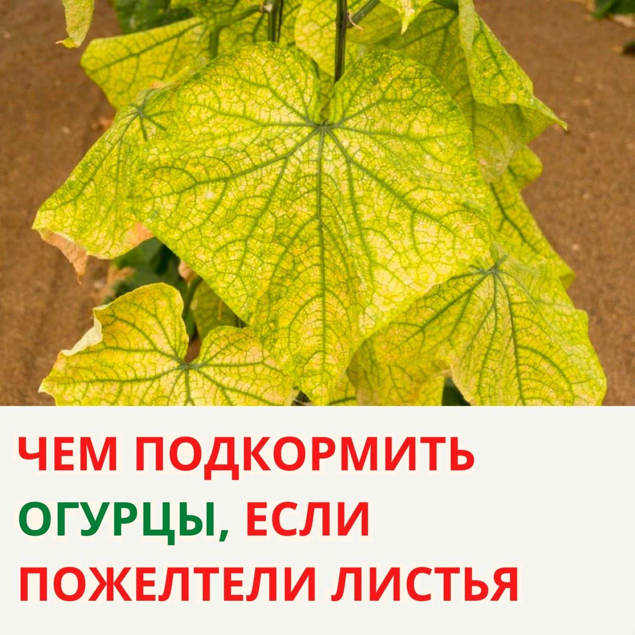 У огурцов желтеют листья по краям. Вирус пожелтения жилок огурца. Болезни огурцов пожелтение листьев. Огурцы желтеют листья. Жёлтые листья у огурцов.