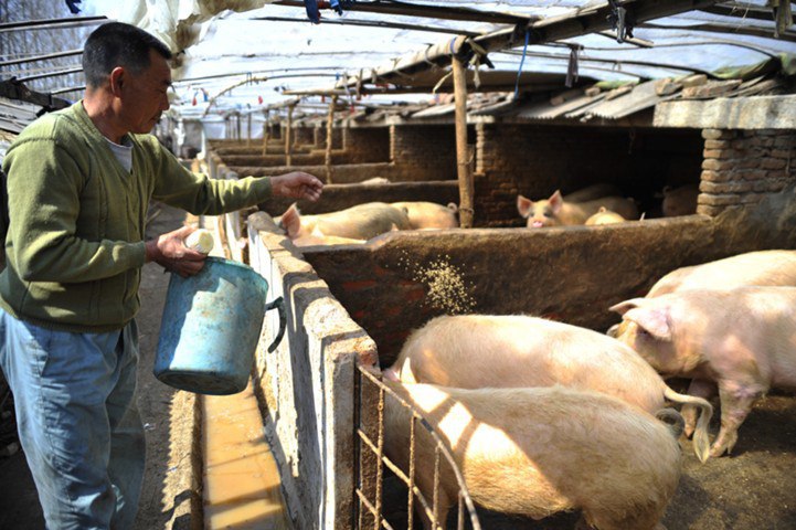 Китай пересмотрел политику в отношении мелких свиноводческих ферм и крупных агрохолдингов