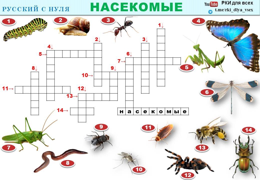 Кроссворд 1 слово. Кроссворд насекомые. Кроссворд про насекомых для детей. Кроссворд для детей на тему насекомые. Кроссворд на тему насекомые.