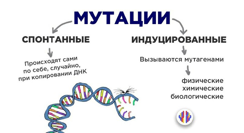 Спонтанная мутация