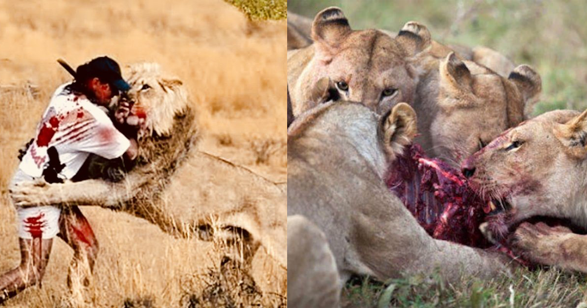 Cazador es devorado por leones cuando intentaba matarlos — Sólo dejaron su  cabeza – Telegraph