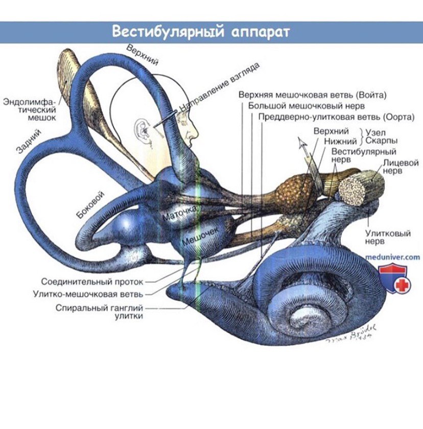 Где расположен вестибулярный анализатор