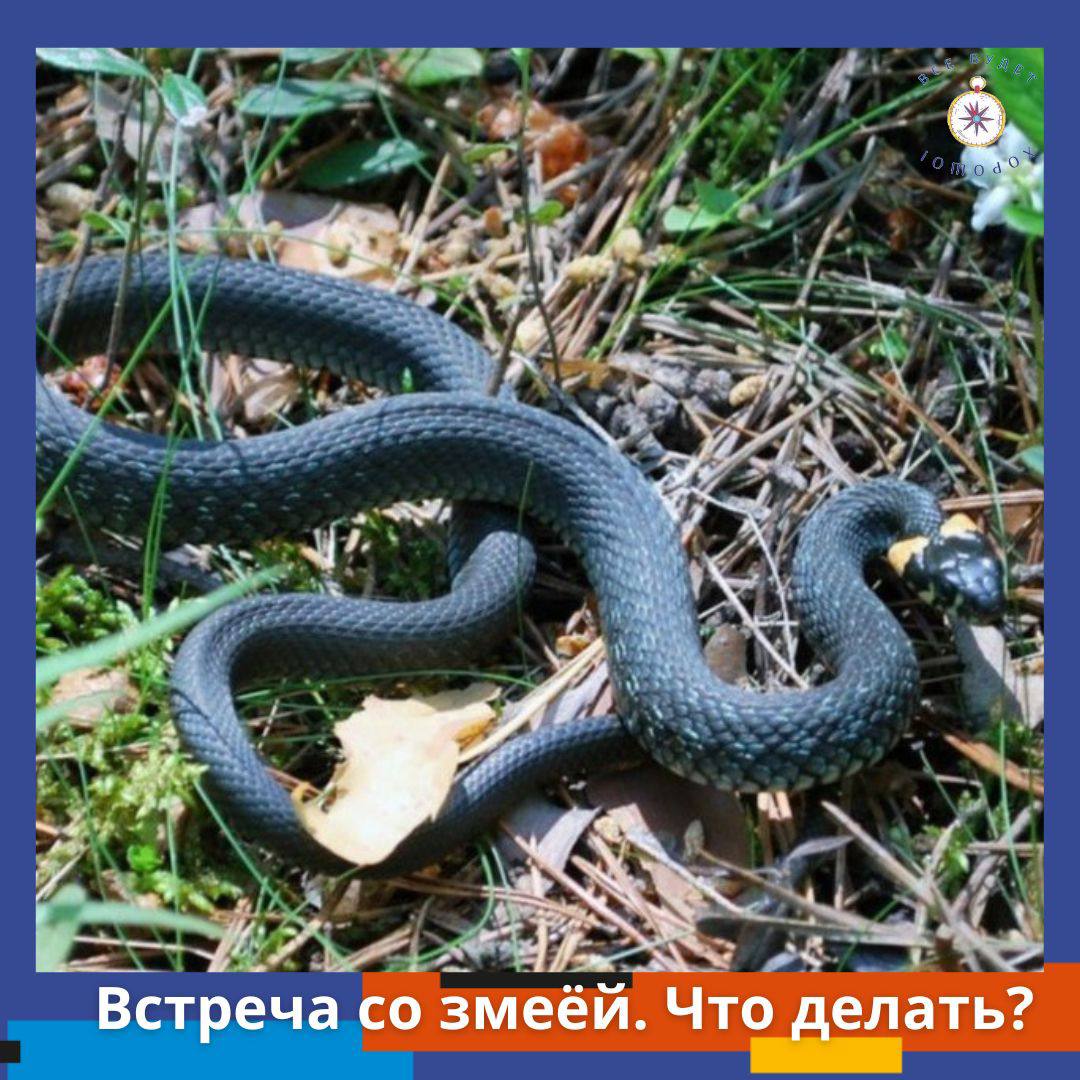 Змеи владимирской области фото и названия