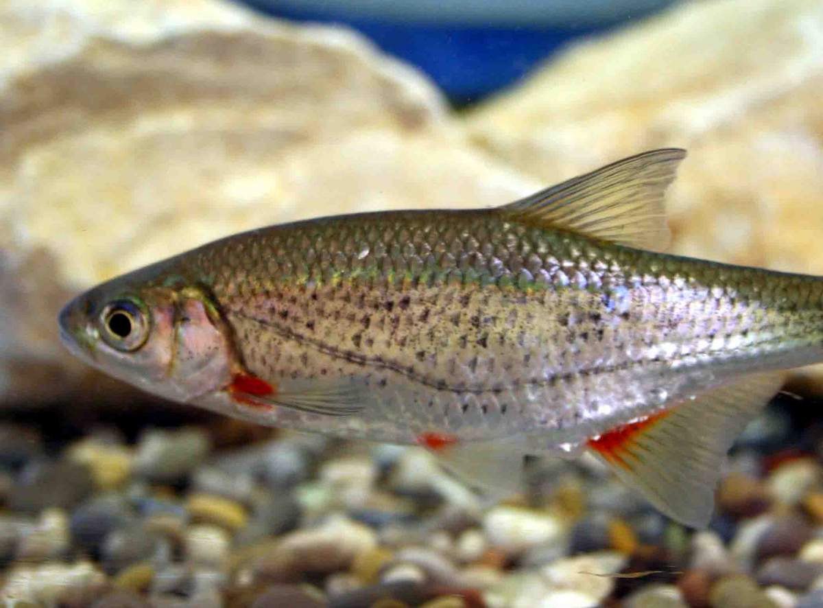 Russian fish. Обыкновенная Быстрянка. Быстрянка - Alburnoides bipunctatus. Рыбка Быстрянка. Плотва-Быстрянка.