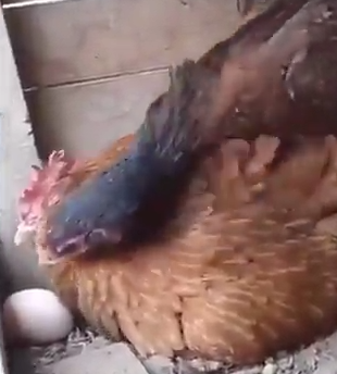 El gallo colocando sus huevos
