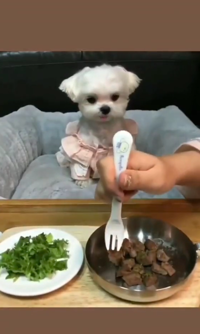 El bichón maltés exquisito