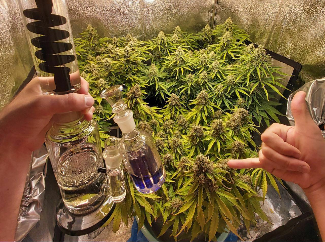 Марихуана отдых как взращивать семена марихуаны