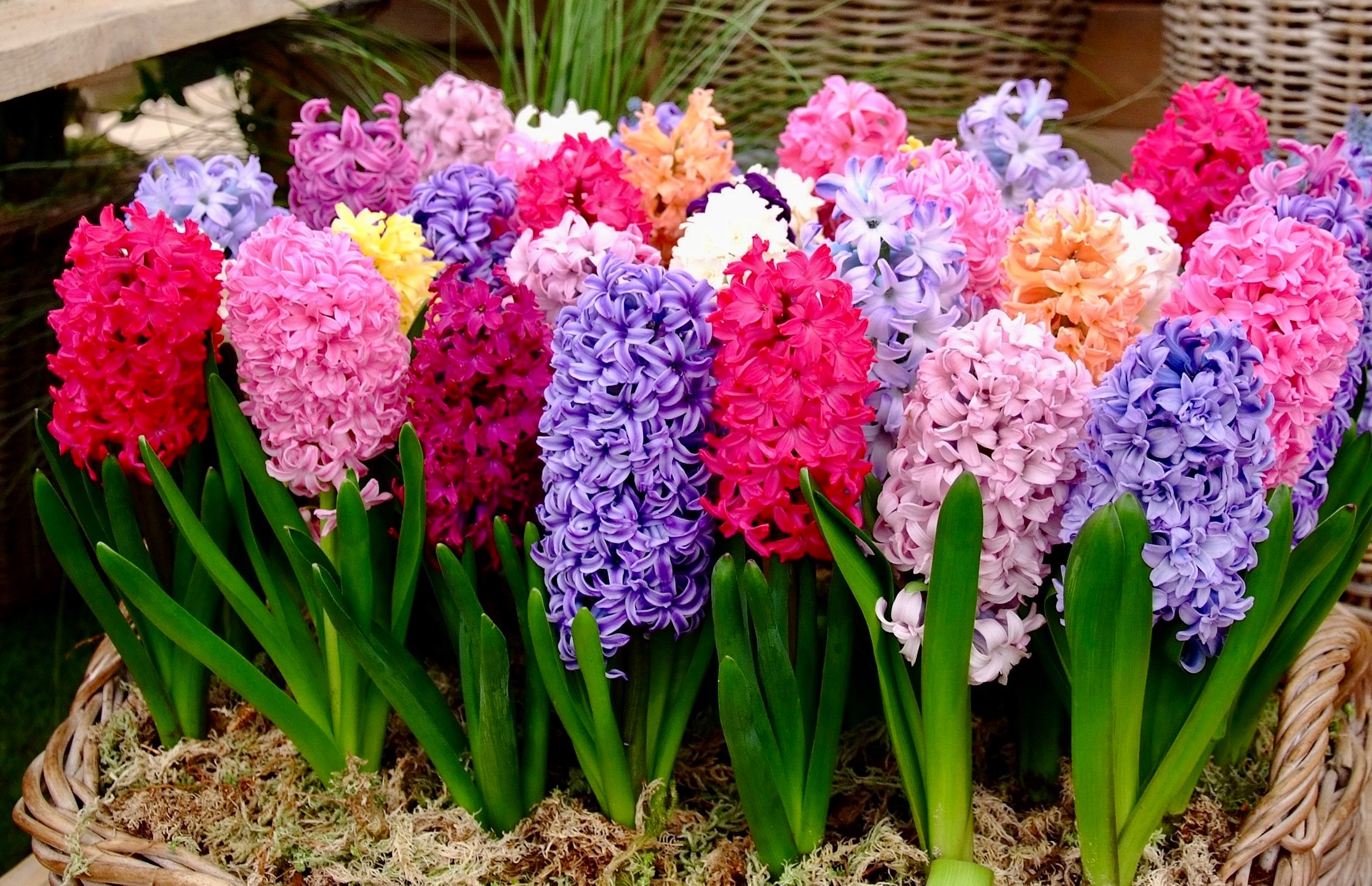 Гиацинт – Telegraph