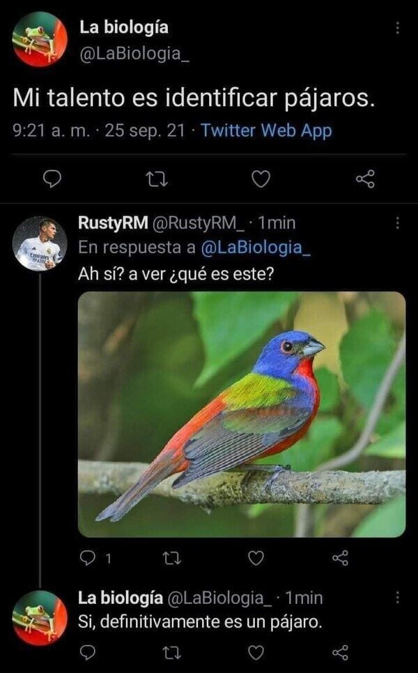 Identificando párjaros