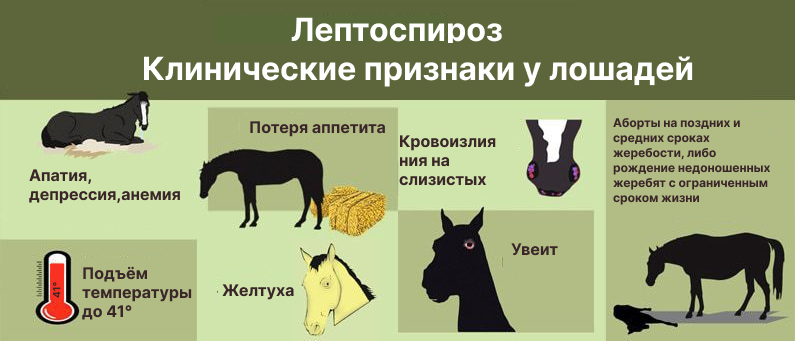 Иллюстрация к статье «Лептоспироз»