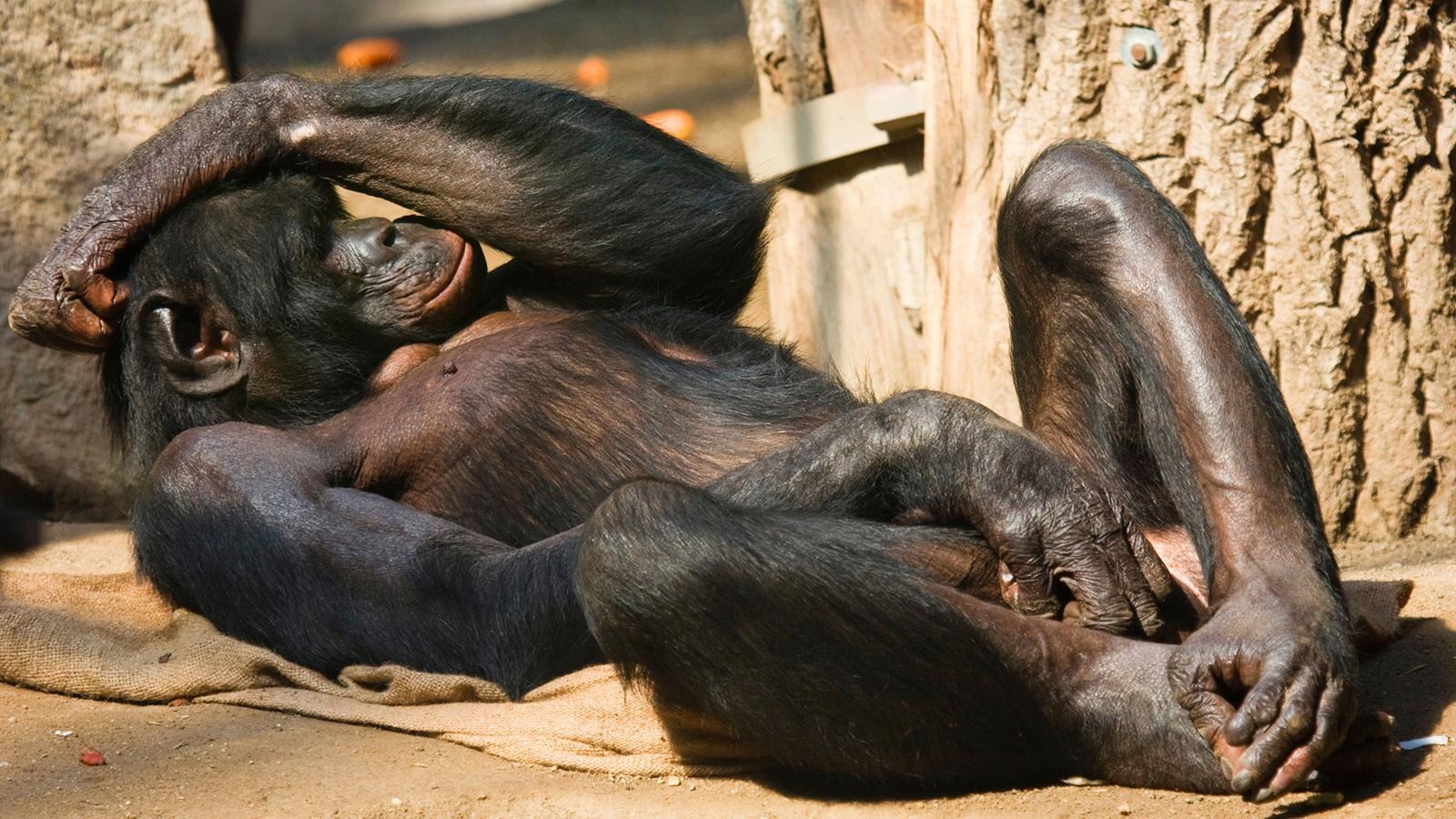 Извращенцы крупно. Шимпанзе бонобо. Шимпанзе бонобо спариваются. Бонобо спаривание. Обезьяны бонобо жизнь.