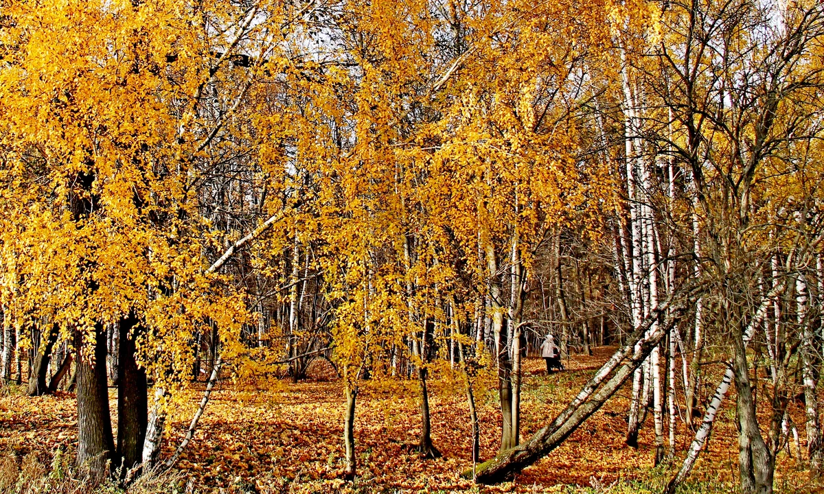 Кузле куз. Дарахтлар фото. Манзарали дарахтлар номи. Гилай куз. Куз.шудгори.