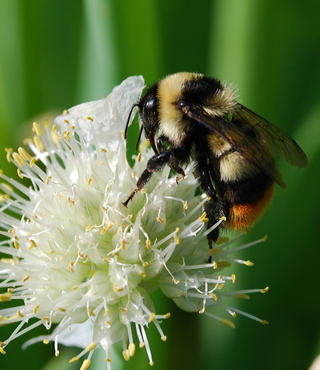 Bombus lapponicus