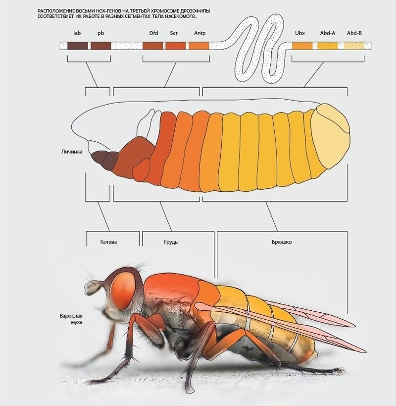 Тело сегментировано. Хромосомы дрозофилы. Карта генов дрозофилы. Мутации в хромосоме дрозофилы. Генетическая карта мухи дрозофилы.
