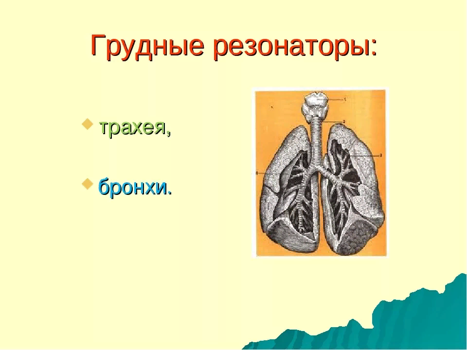 Грудной резонатор. Головной и грудной резонаторы. Грудные резонаторы голосового аппарата. Грудной резонатор в вокале.