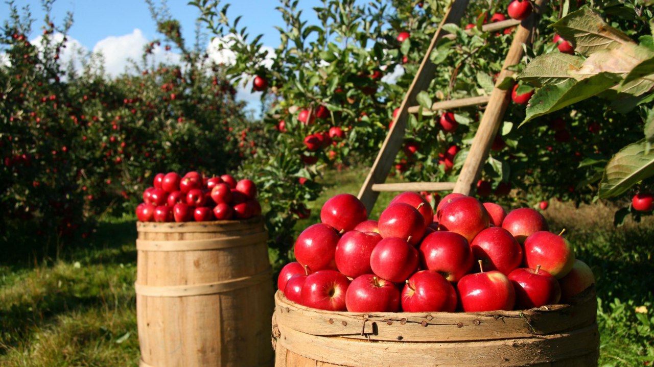 На Ставрополье зафиксирован 20% рост урожая яблок
