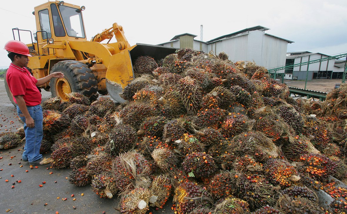 Евразийский союз решили запретить «грязное» пальмовое масле в пищепроме