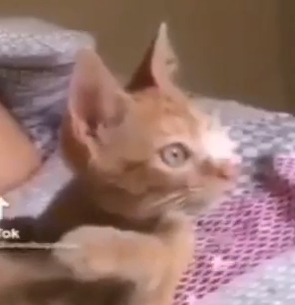 Un gato bien español