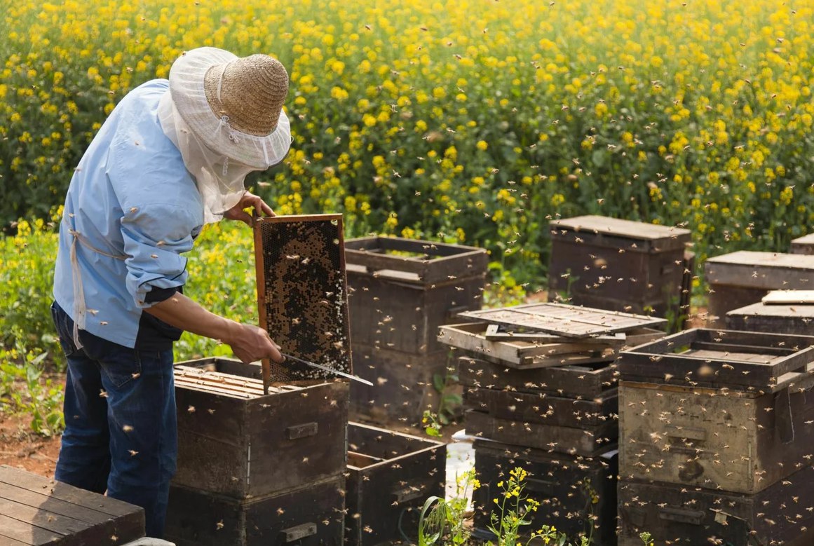 На поддержку тульских пчеловодов в 2020 году выделят 20 млн рублей