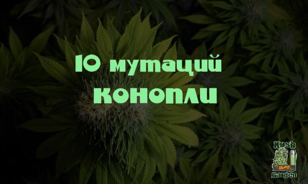10 растений конопли