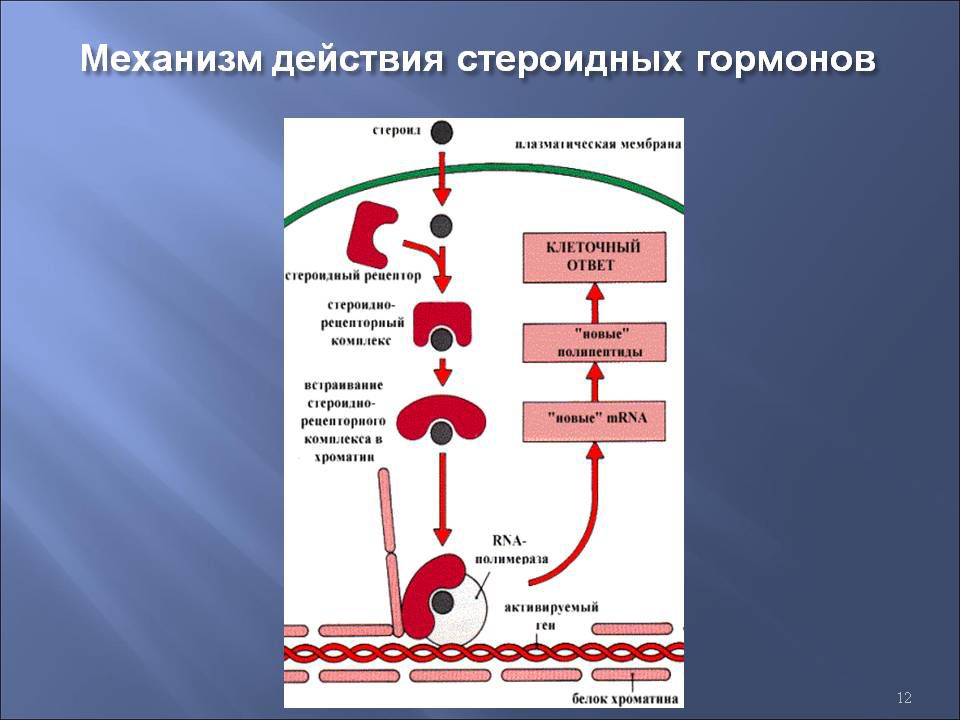 Гормон клетка. Схема действия стероидных гормонов. Стероидные гормоны клетки мишени. Механизм передачи гормонального сигнала стероидных гормонов. Механизм действия стероидных гормонов схема.