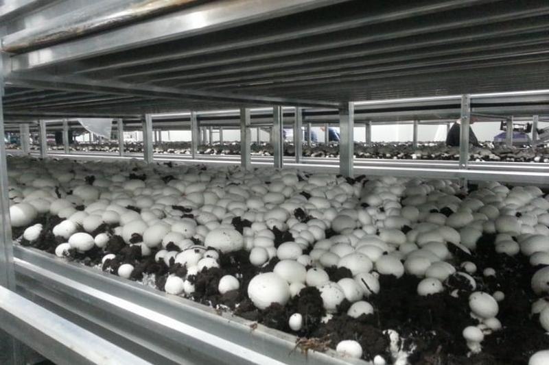 Первый урожай в 15 тонн шампиньонов получили на новой ферме в Электростали