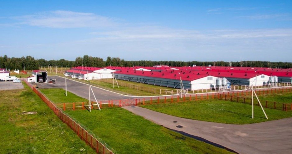 Крупнейший на Алтае свинокомплекс «Алтаймясопром» продадут за 3 млрд рублей