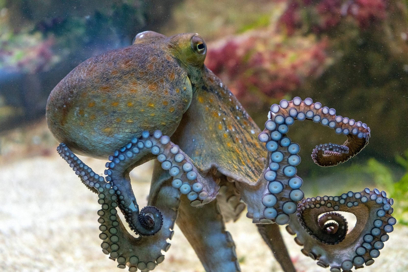 осьминог фото в природе