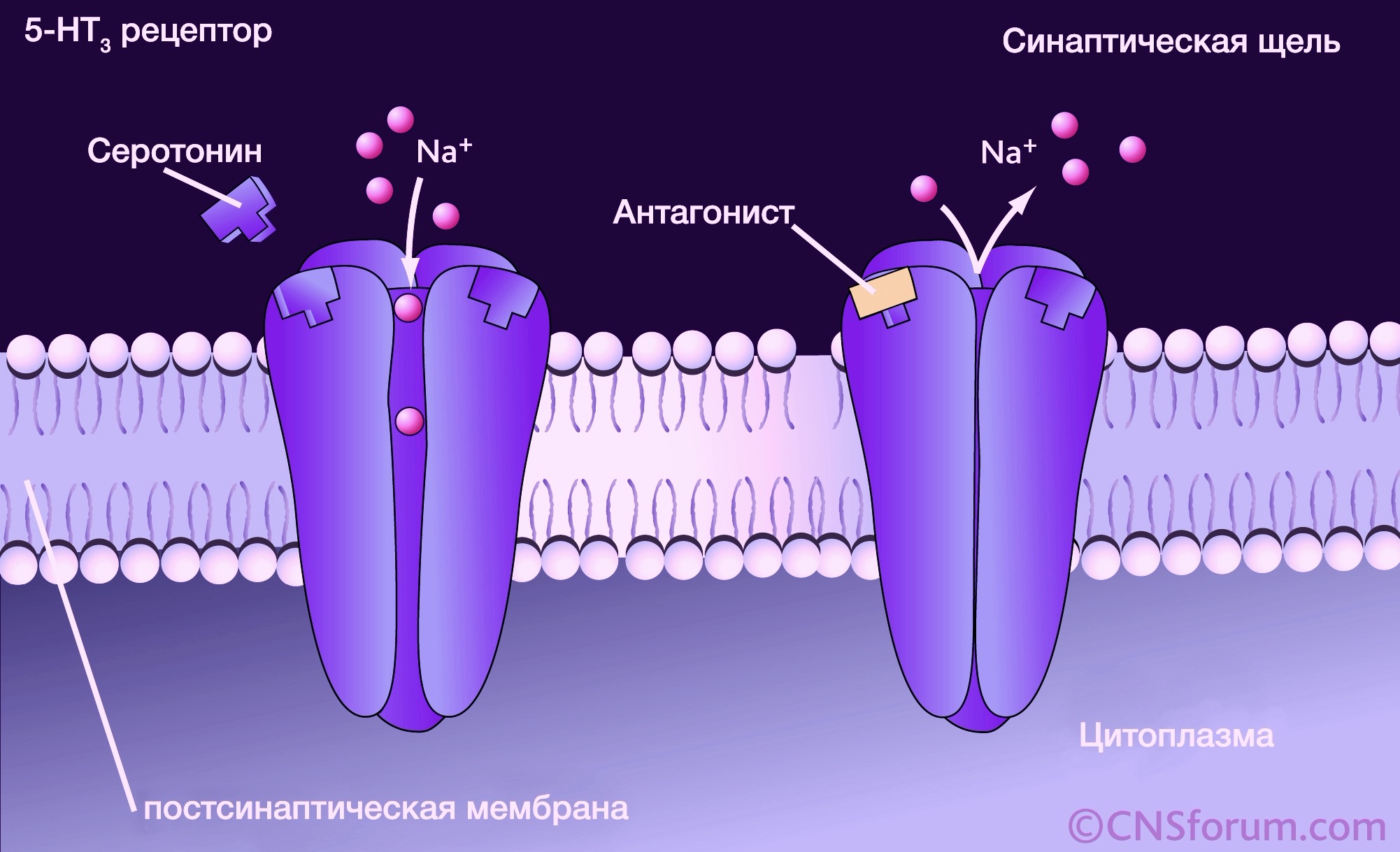 Частью рецепторы. 5 Нт3 рецепторы. 5 Ht3 рецепторы. Серотониновые рецепторы 5нт2. Серотониновые рецепторы механизм.