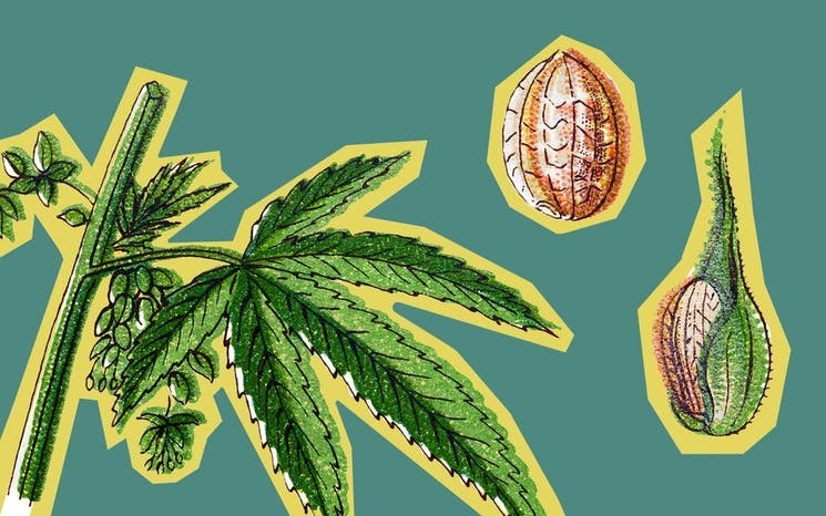 Регуляры марихуаны рисованный лист конопли