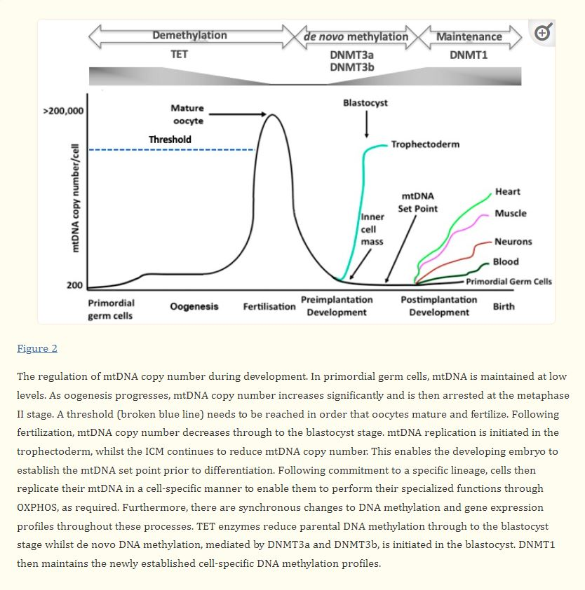 mitokondriyal metilasyon demetilasyon