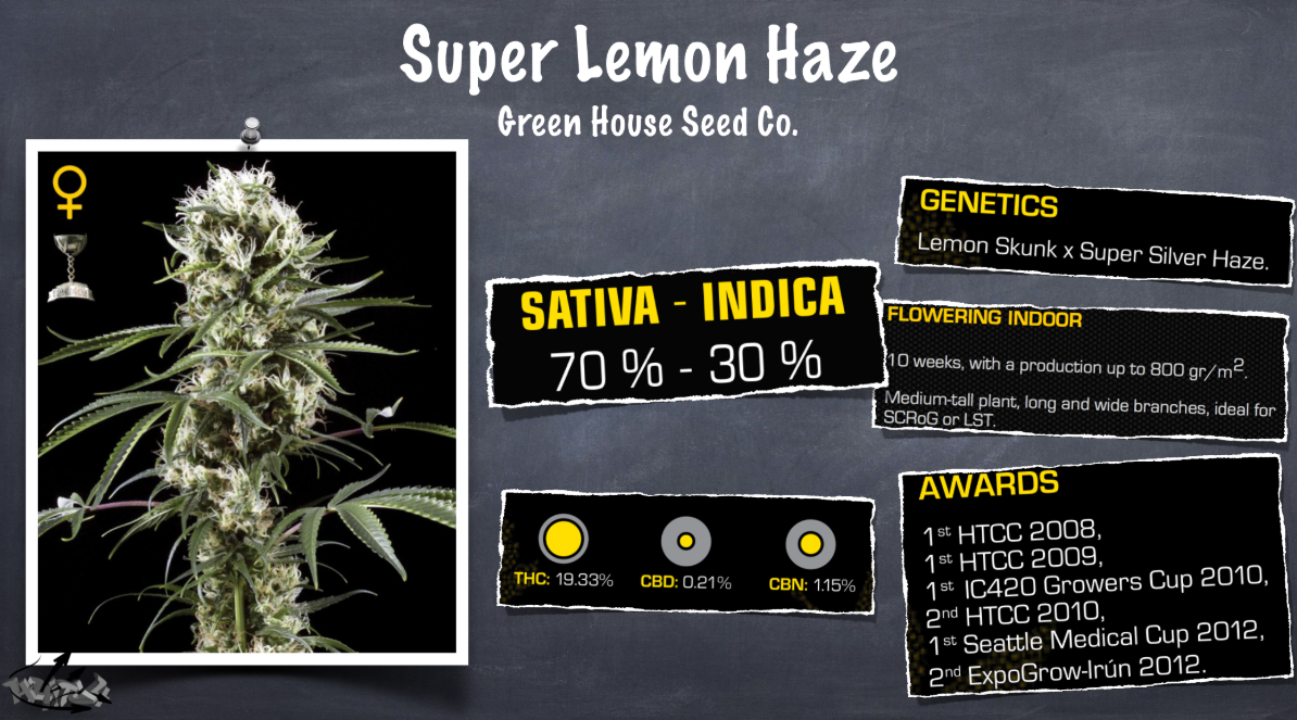 Super Lemon Haze. Супер Лемон Хейз описание. Super lomon Haze photot. Grow report
