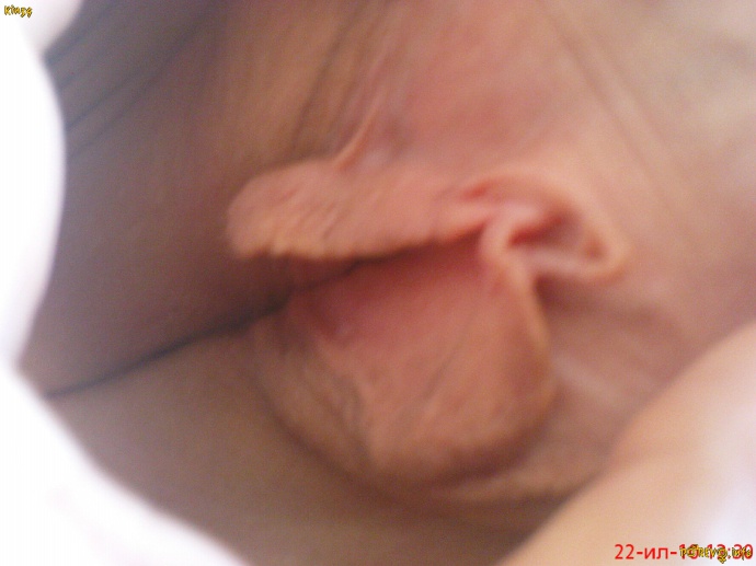 [Image: 7e02aa82fffe8362451e3.jpg]