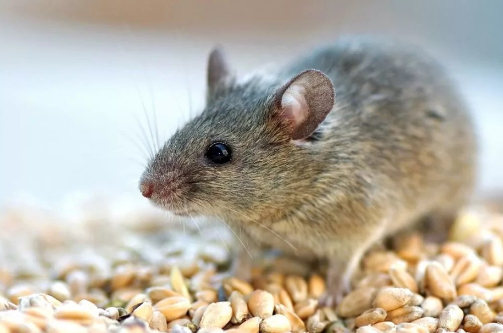 В 2020 году специалисты Россельхозцентра прогнозируют нашествие мышей