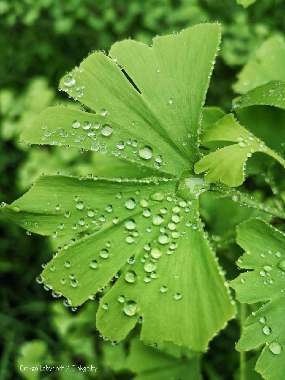 Eco-Camp Ginkgo Labyrinth – Telegraph