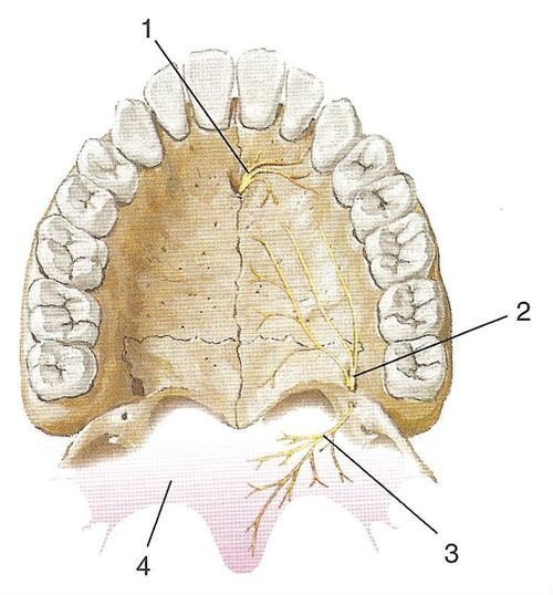 Верхнечелюстной нерв — Википедия