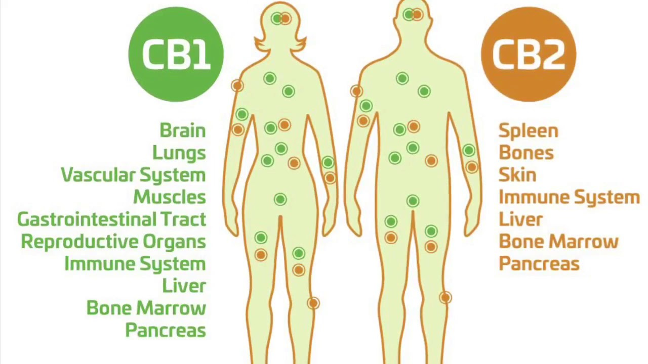 Систему c b. Эндоканнабиноидная система человека cb1 cb2. Cb1 рецепторы. Эндоканнабиноиды функции. Рецепторы cb1 и cb2.