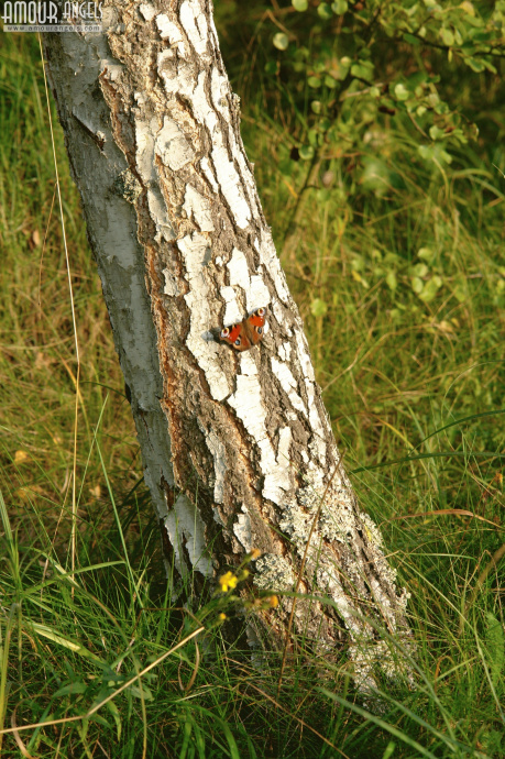 [Image: 7edcdeba6d1558bf7172d.jpg]