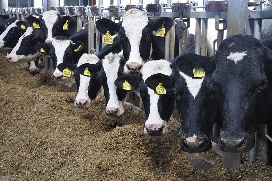 «ЭкоНива» планирует купить молочное хозяйство в Рязанской области