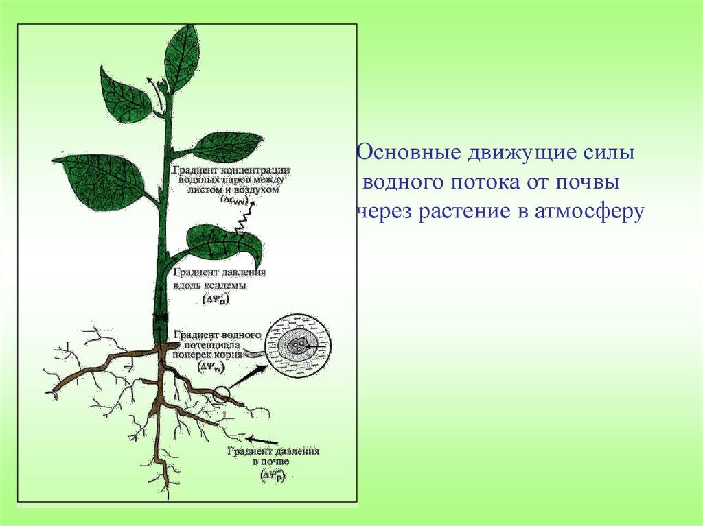 Особенности физиологии растений. Физиология растений. Физиология растений картинки. Физиология растений иллюстрации. Физиология растений 6 класс.