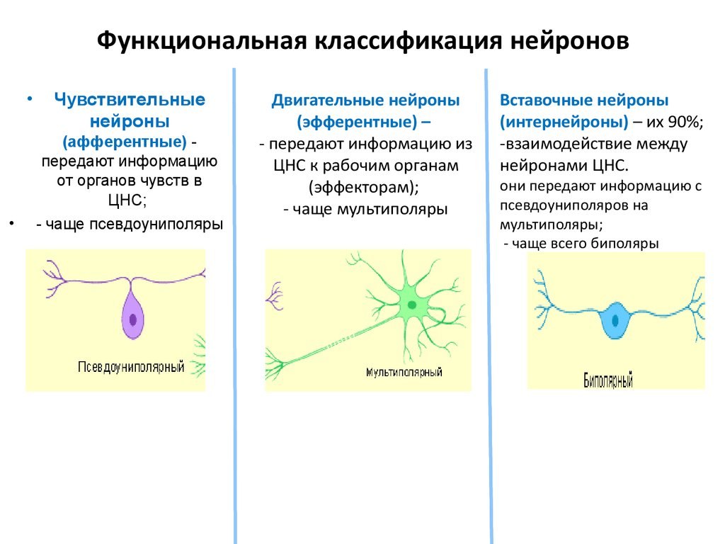 Примеры нервных клеток. Строение, функции и классификация нервных клеток. Классификация и функции нейронов. Функциональная классификация нейронов. Строение нейрона.. 2. Классификация нейронов. Классификация рецепторов.
