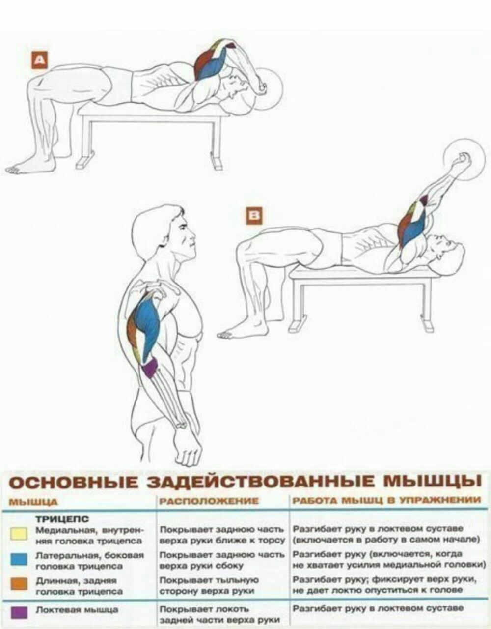 Французский жим техника выполнения. Французский жим мышцы задействованы. Французский жим штанги лежа мышцы. Французский жим лежа с гантелями техника выполнения для мужчин. Французский жим штанги лежа на трицепс техника выполнения.