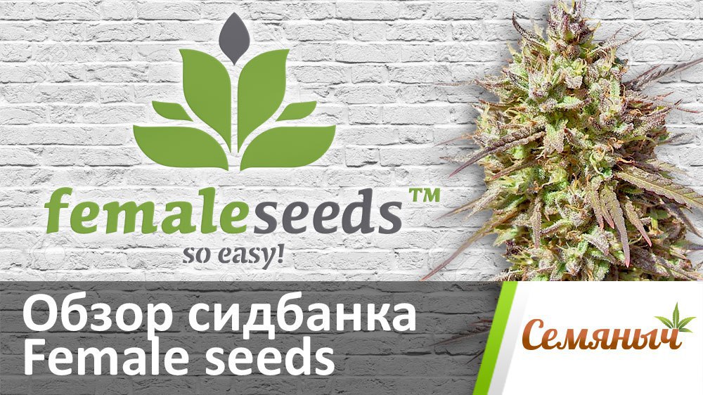 Семяныч Ру Официальный Магазин Семена