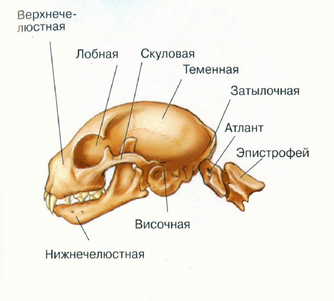 Череп зайца строение