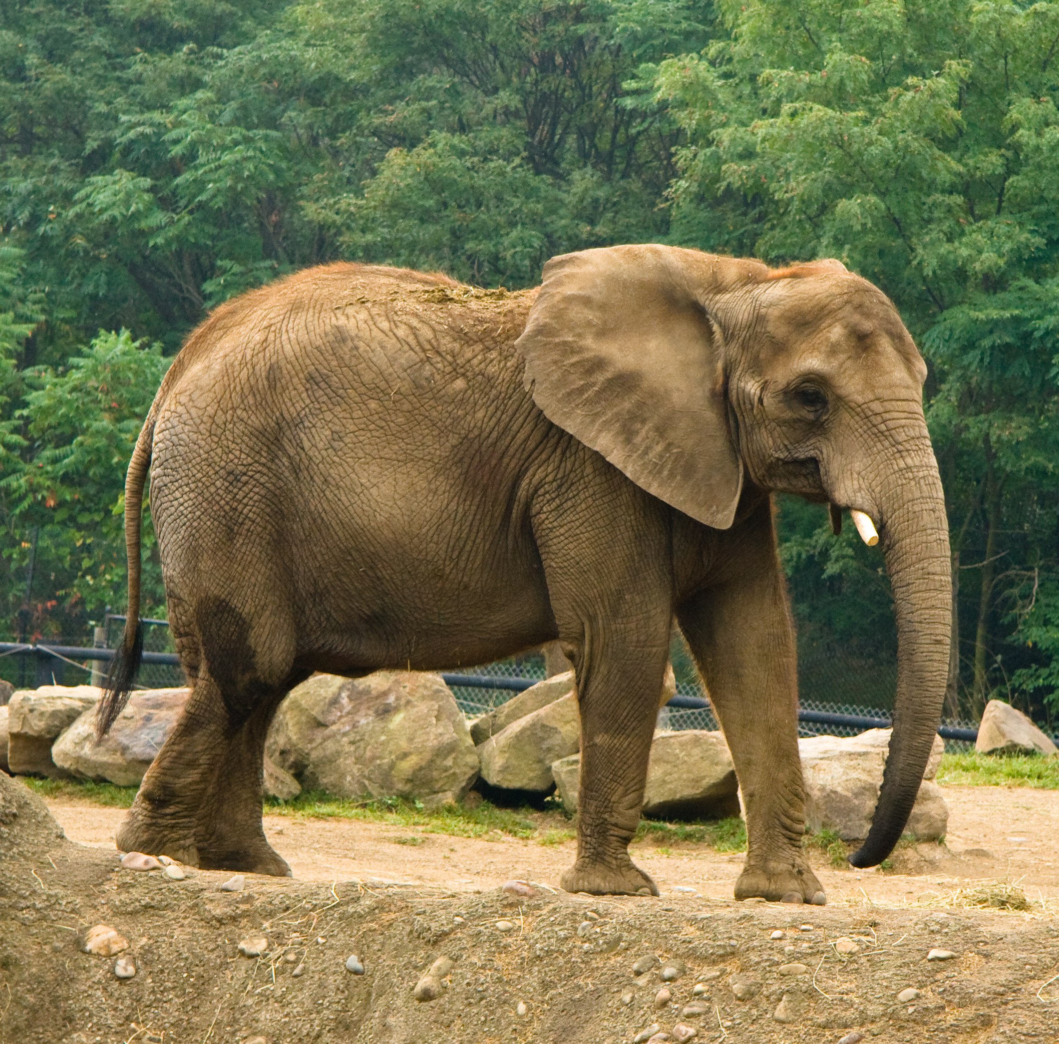 Самое крупное животное африки. Африканский слон слон. Гигантский слон. Самый большой слон. Гигантский Африканский слон.