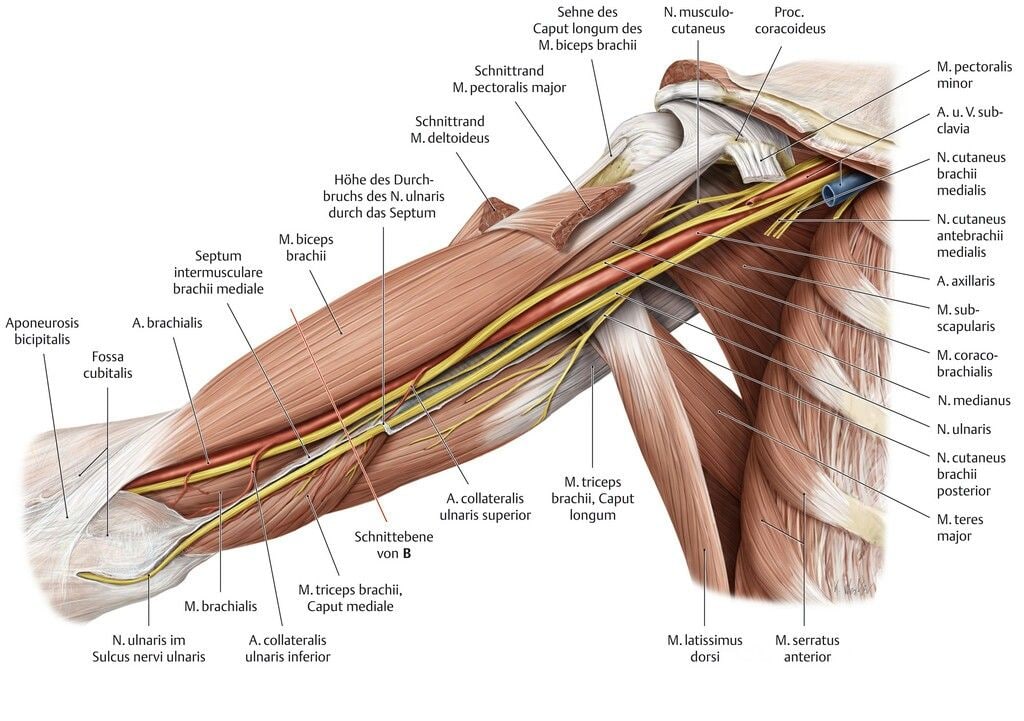 Нервы плеча анатомия картинки
